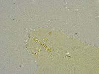 Macrobiotus islandicus image