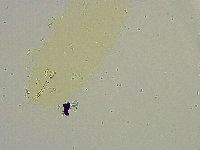 Macrobiotus islandicus image