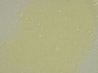 Macrobiotus islandicus image