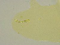 Macrobiotus islandicus image