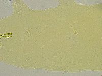 Macrobiotus islandicus image