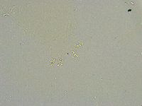 Macrobiotus islandicus image