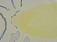 Macrobiotus islandicus image