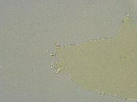 Macrobiotus islandicus image