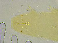 Macrobiotus islandicus image