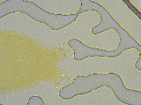 Macrobiotus islandicus image