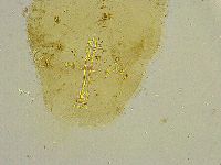 Macrobiotus islandicus image