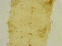 Macrobiotus islandicus image