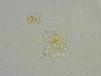 Mesobiotus liviae image