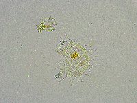 Mesobiotus liviae image