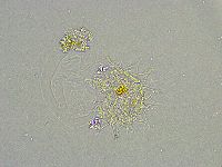 Mesobiotus liviae image