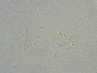 Mesobiotus liviae image