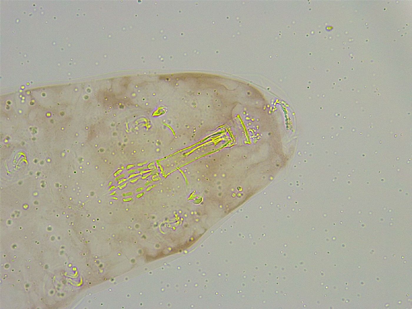 Mesobiotus liviae image