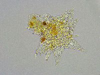 Mesobiotus liviae image