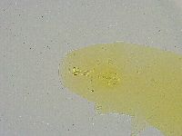 Mesobiotus liviae image