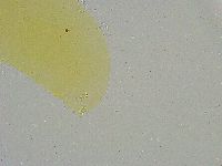 Mesobiotus liviae image