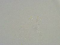 Mesobiotus liviae image