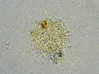 Mesobiotus liviae image