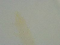 Mesobiotus liviae image