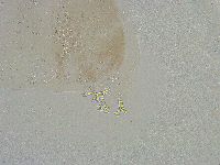 Mesobiotus liviae image
