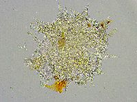 Mesobiotus liviae image
