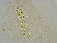 Mesobiotus liviae image