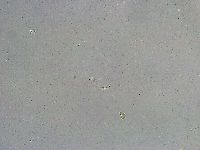 Mesobiotus liviae image
