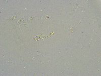 Mesobiotus liviae image