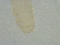 Mesobiotus liviae image