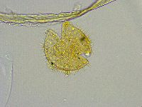 Macrobiotus islandicus image