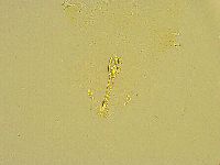 Macrobiotus islandicus image