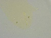 Macrobiotus islandicus image
