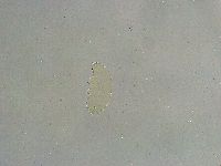 Macrobiotus islandicus image