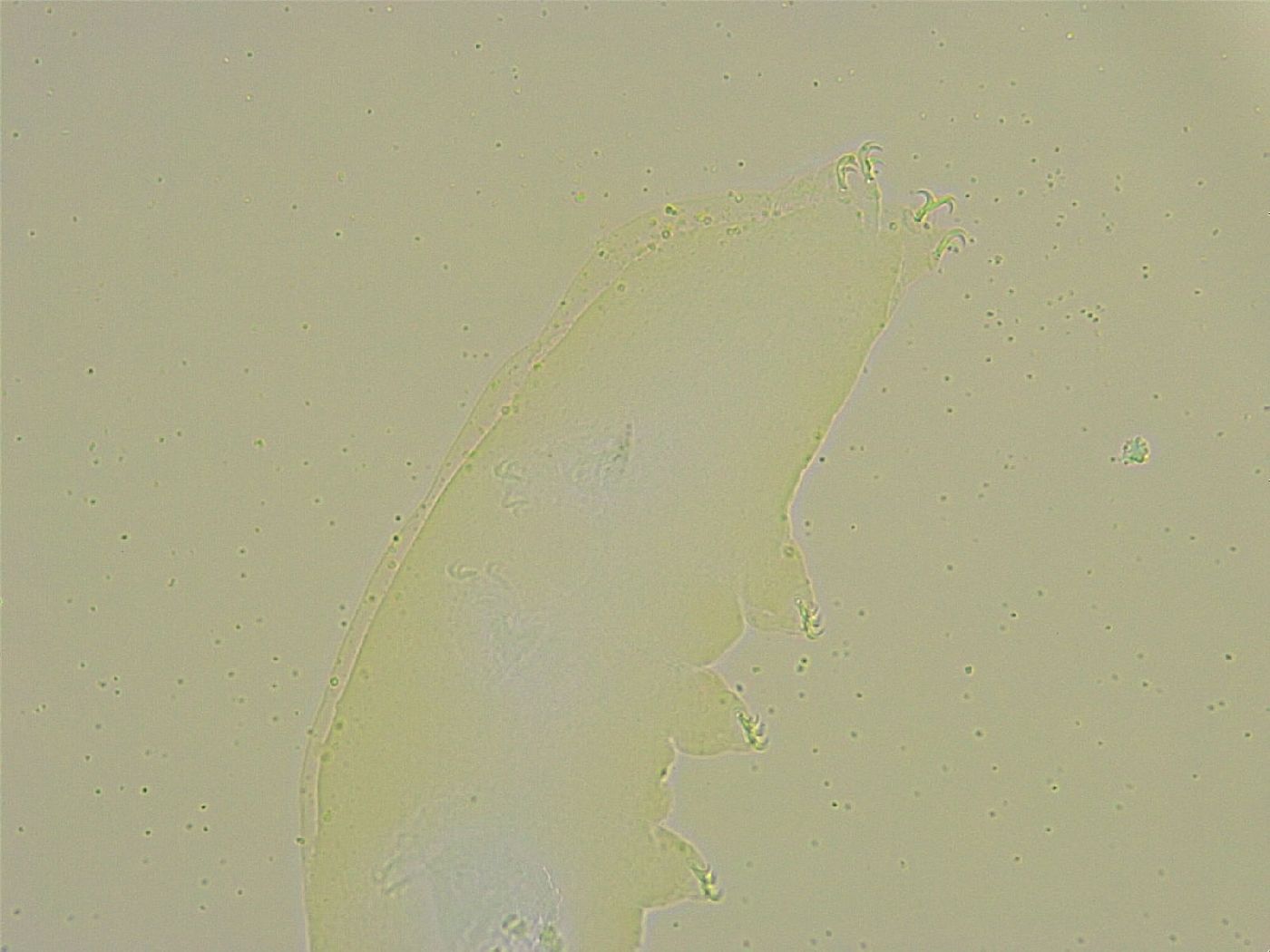 Macrobiotus islandicus image