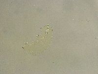 Macrobiotus islandicus image