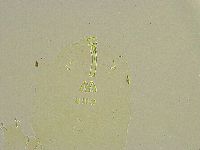 Macrobiotus islandicus image