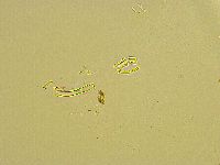 Macrobiotus islandicus image