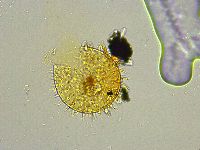 Macrobiotus islandicus image