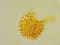 Macrobiotus islandicus image