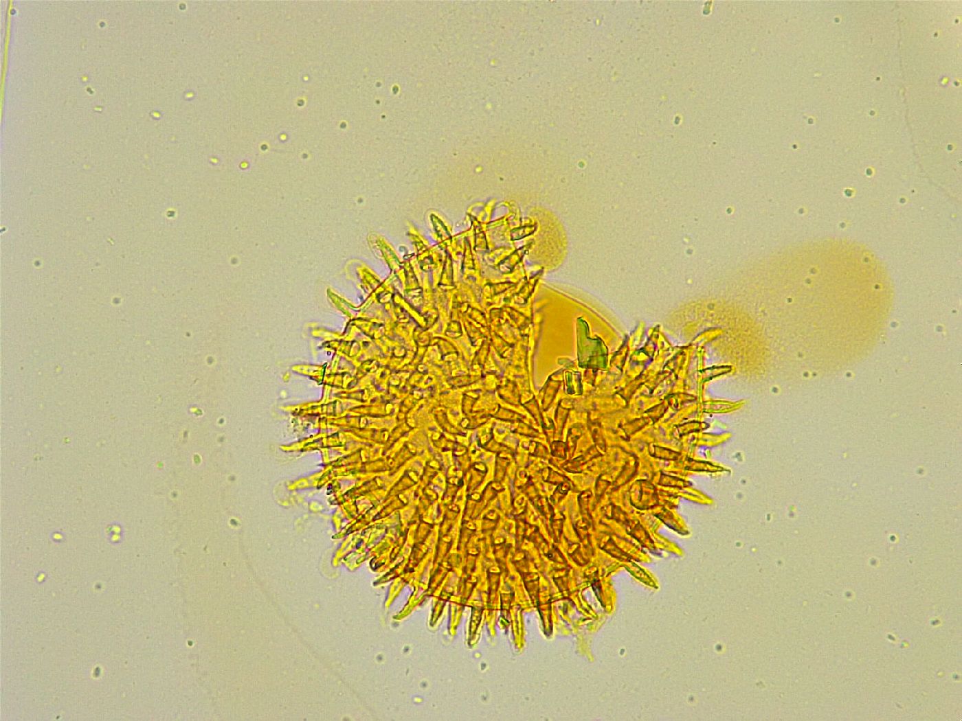 Macrobiotus islandicus image