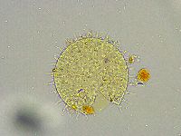 Macrobiotus islandicus image