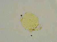 Macrobiotus islandicus image