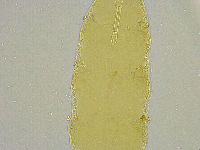 Macrobiotus islandicus image