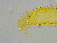 Macrobiotus islandicus image