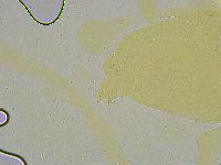 Macrobiotus islandicus image