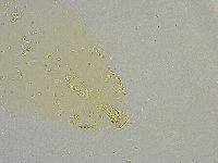 Mesobiotus liviae image