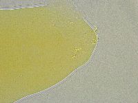 Mesobiotus liviae image