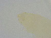 Mesobiotus liviae image