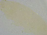 Mesobiotus liviae image