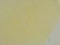 Mesobiotus liviae image